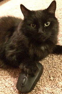 Black cat with mouse